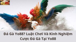 Đá gà Yo88? luật chơi và kinh nghiệm cược đá gà tại Yo88